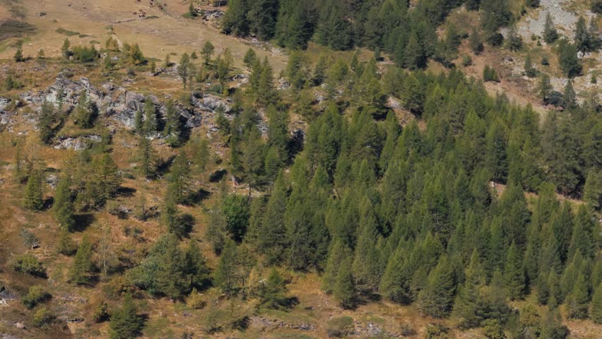 Rising tilting down drone shot of pine trees on a mountain slope in Italy, Aosta Valley, Valle d’Aosta, revealing the alpine landscape