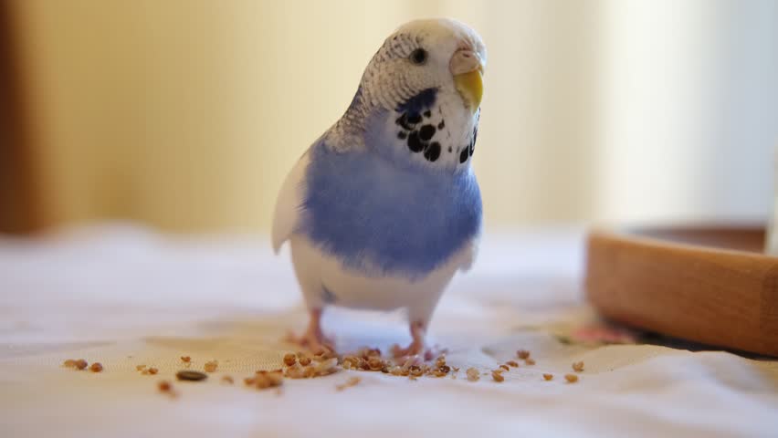 Very Cute Budgie is Happily Enjoying Its Meal Nestled at Home. Budgerigar feeds from a pink bowl. Blue White Parakeet Playing toys. Funny domestic animals. Humorous pets. Tamed bird. Funny Pet Parrot.