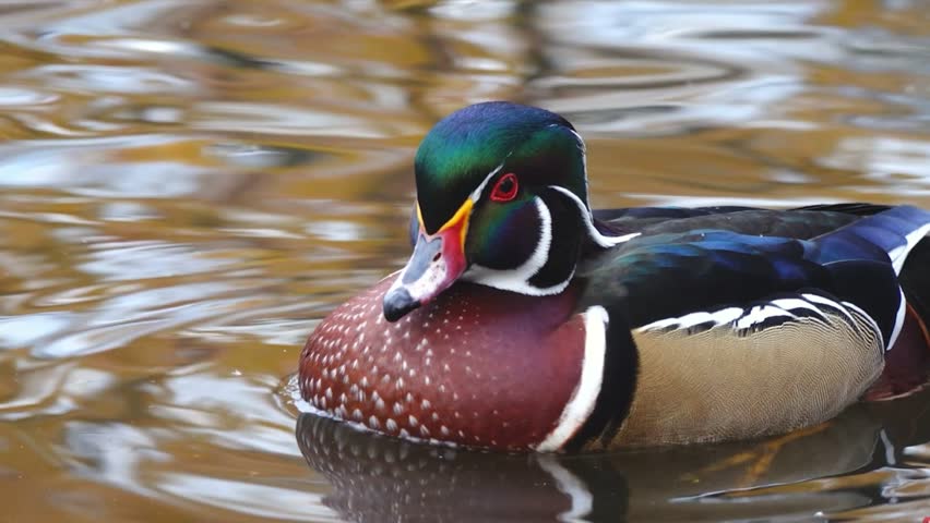 Portrait of the Most Colorful North American Duck in Full Splendor
