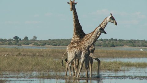 Two female giraffe walk along the chobe river enticing a male to follow