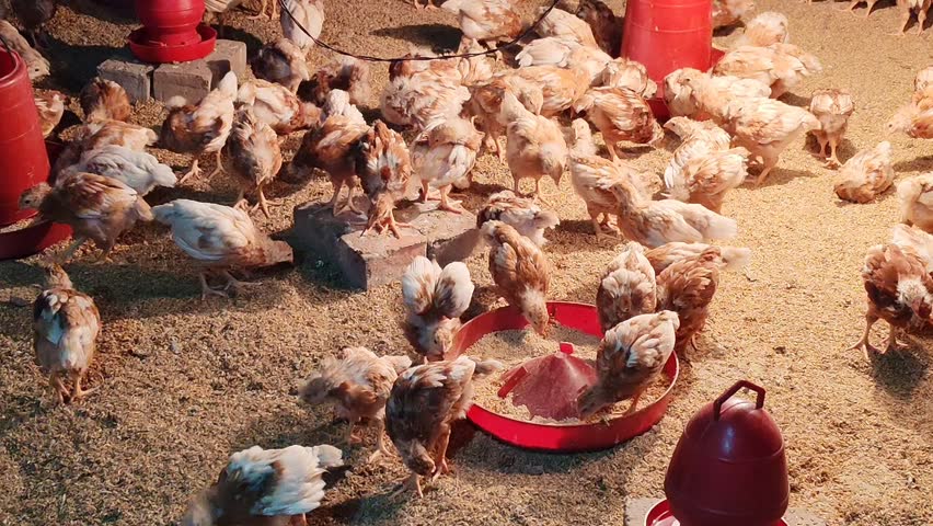 group of young chickens, likely broilers or layers (such as ISA Brown or Lohmann Brown breeds), in a poultry farm