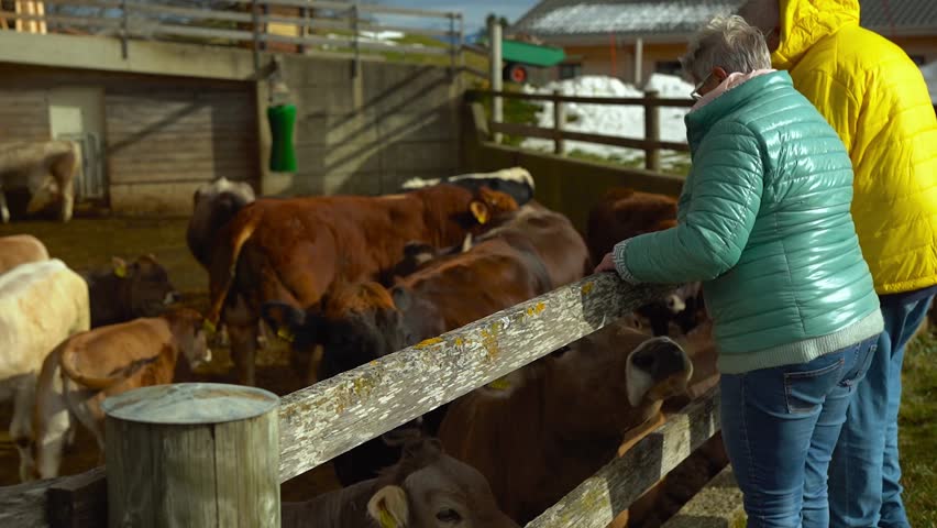 Senior farmer couple having tender moment with cows in outdoor stable during winter time - Country, farm lifestyle and elderly people concept