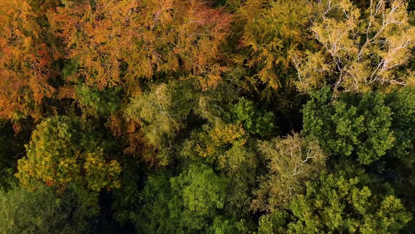 Vibrant autumn forest landscape with colorful trees seen from above, evoking a sense of natural beauty and tranquility.