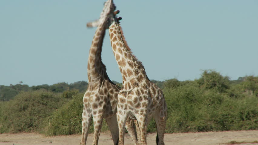 Two  giraffes begin to battle it out in a head to body slamming sparring