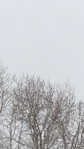 snowing outside. shooting from window, an overhead view of the snowfall. trees and houses are covered with white layer of snow. winter, seasonal precipitation in cold season. waiting for the birth.