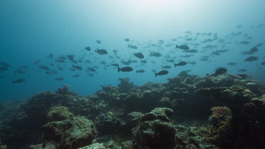 Underwater shot swimming up a reef towards a large school of fish swimming though sunlit waters