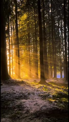 silent and beatiful forest in the morning