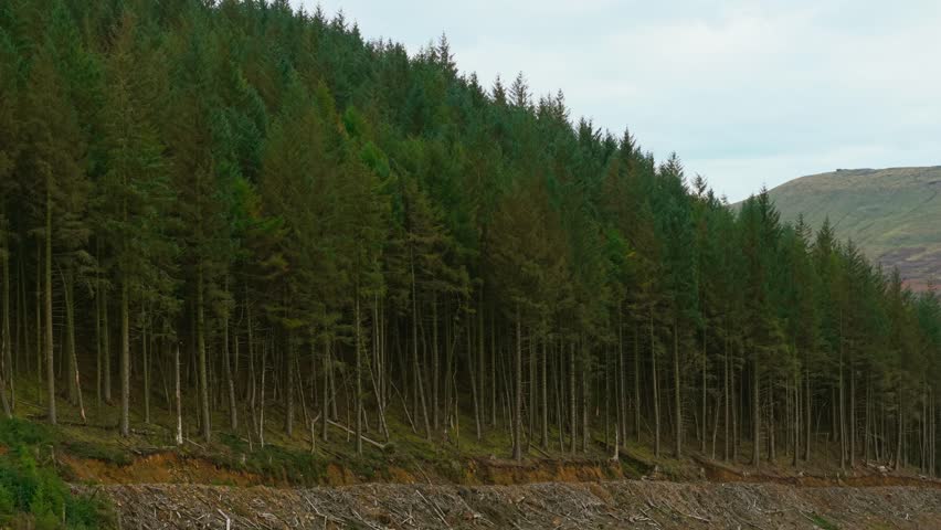 Tall coniferous trees rising along mountain slope with distant peak beyond. Evergreen forest climbing hillside under cloudy sky. Dense pine woodland covering steep terrain with visible mountain ridge