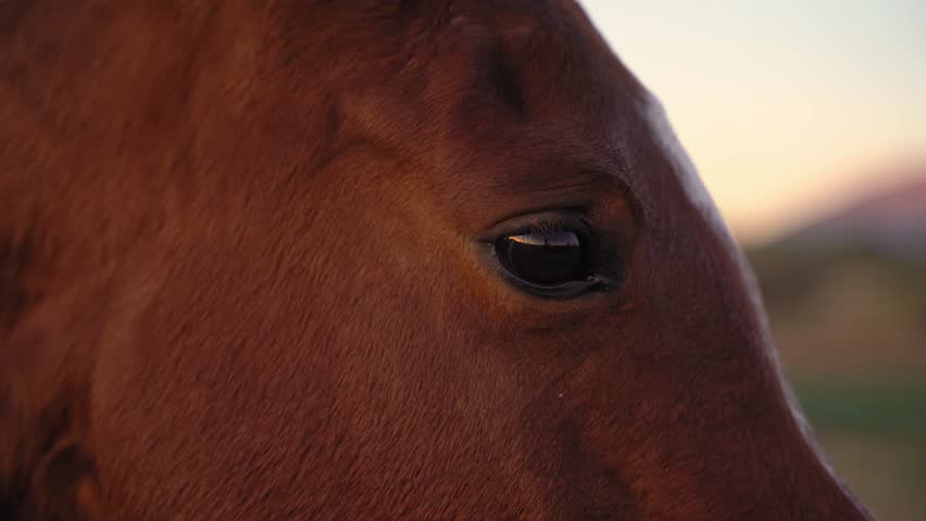 Profile of a brown horse
