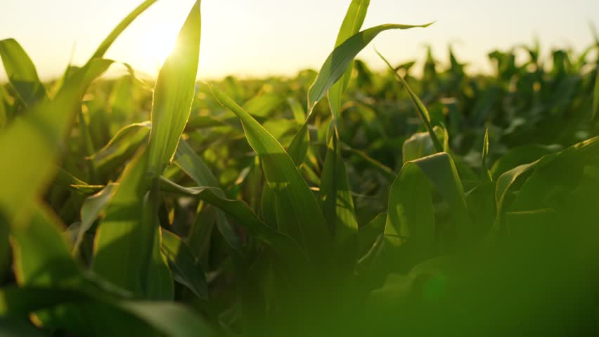 The camera moves slowly among corn field at sunset