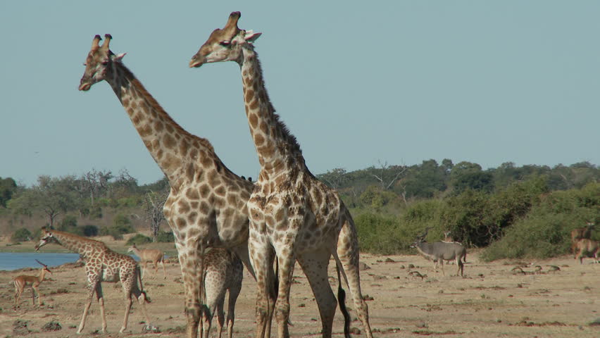Two giraffes standing tall as a third giraffe walks behind and stands behind.  