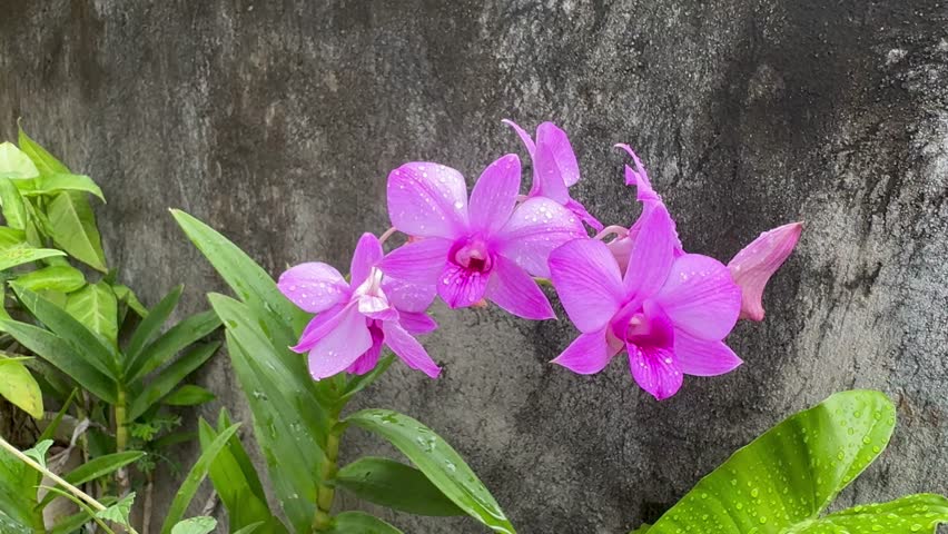 pink orchid flowers are very beatiful and cute