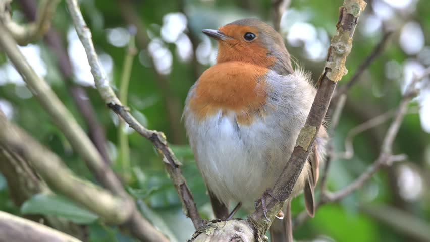 European Robin (Erithacus rubecula) in closeup, preening its feathers on the branch of a tree. Kent, UK, December. [Half speed]