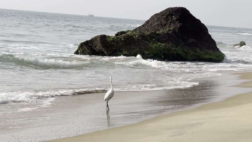 White egrets walking along sandy tropical beach
Seabirds standing on shoreline with ocean waves