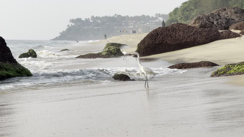 White egrets walking along sandy tropical beach
Seabirds standing on shoreline with ocean waves