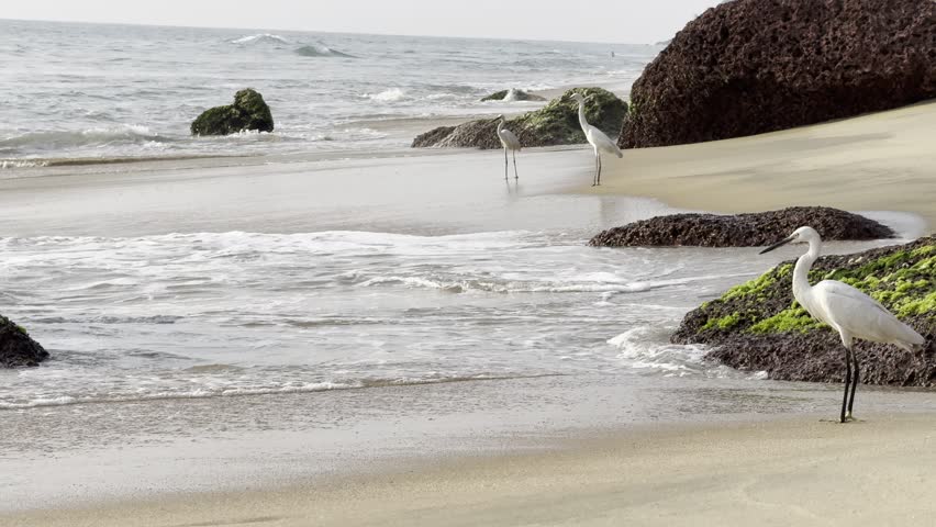 White egrets walking along sandy tropical beach
Seabirds standing on shoreline with ocean waves
