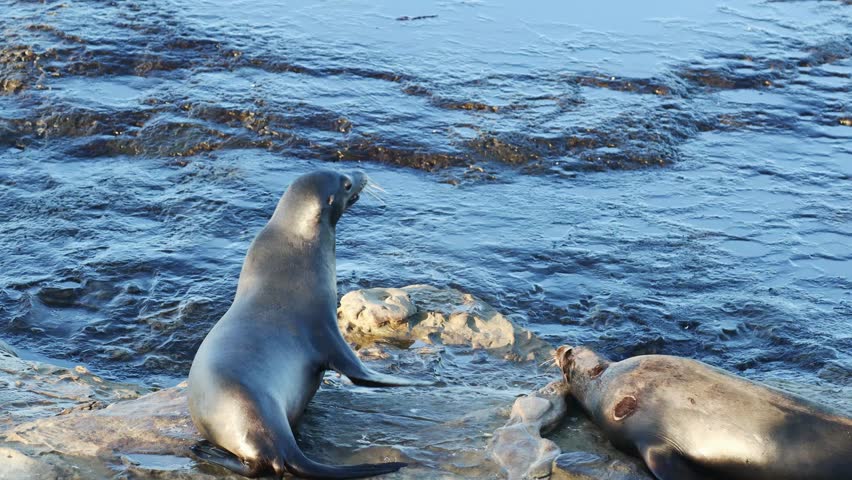 Playful Sea Lions Resting and Interacting on Rocky Coastline in Natural Habitat