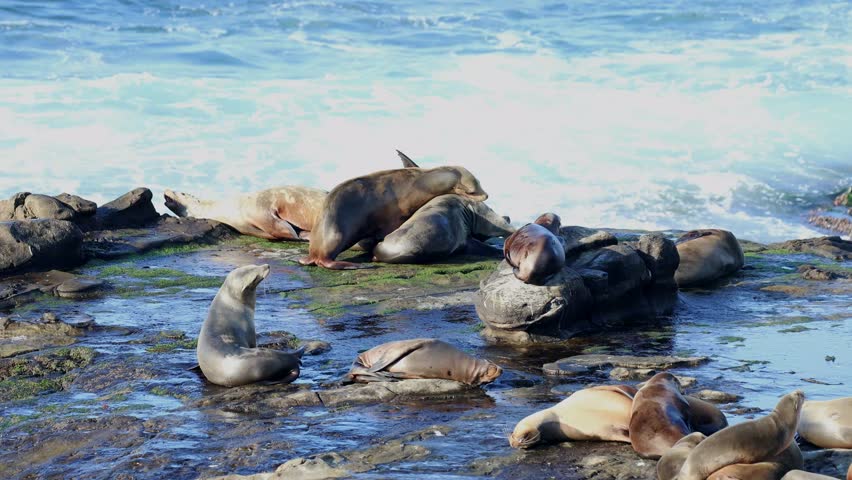 Playful Sea Lions Resting and Interacting on Rocky Coastline in Natural Habitat