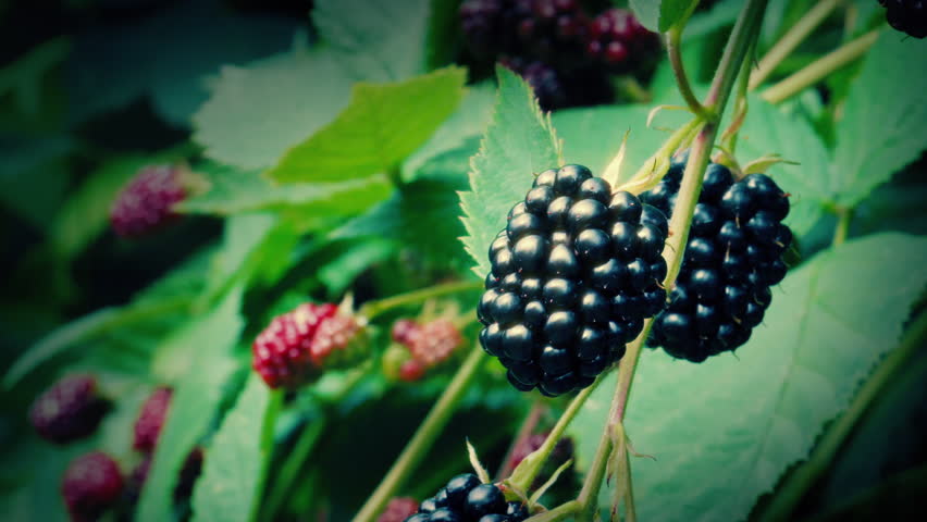 Blackberries Fruit On The Branch