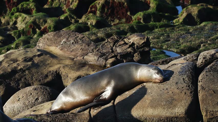 Playful Sea Lions Resting and Interacting on Rocky Coastline in Natural Habitat