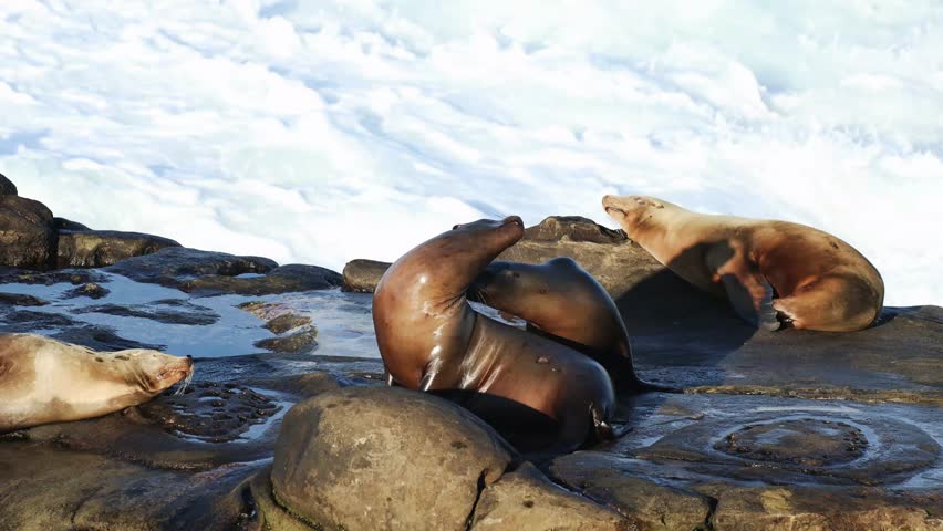 Playful Sea Lions Resting and Interacting on Rocky Coastline in Natural Habitat