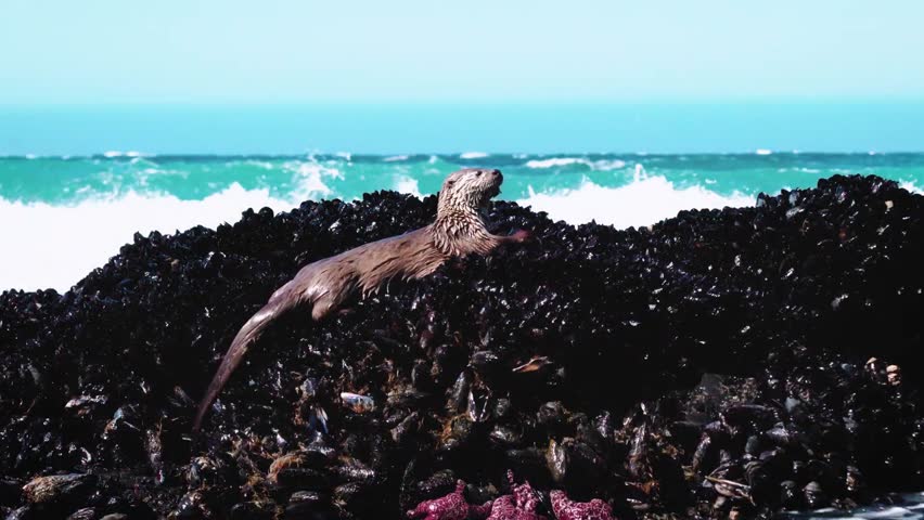 Wild sea otter navigating over sharp rocks covered in mussels with crashing ocean waves in the background.