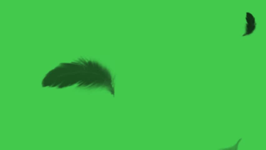Falling black feathers on Green Screen, slow motion Chroma Key asset for atmospheric overlays, dream sequences, dark romance, and dramatic video effects.