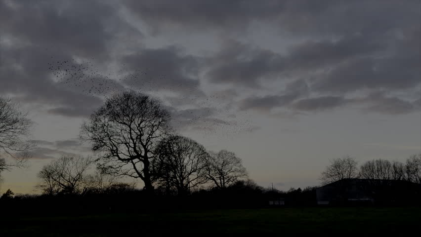 Large flock of birds flying slow motion in the sky with trees in evening light. Starling murmuration and nature in England UK