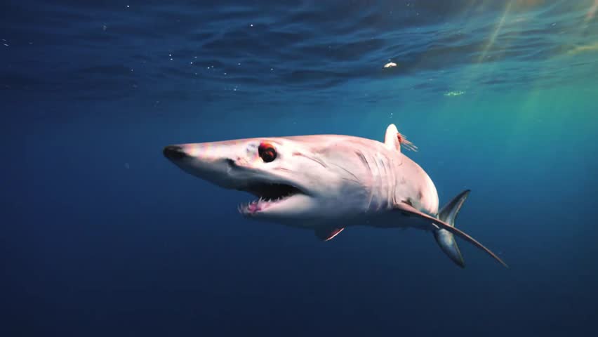 Detailed profile shot of a sleek mako shark swimming in the deep blue ocean with its jaws slightly open.