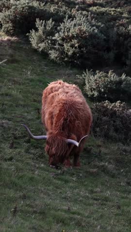 Vertical Video of Long-Haired Cow with Shaggy Coat and Horn in Scotland. Grazing Highland Coo in Natural Environment.