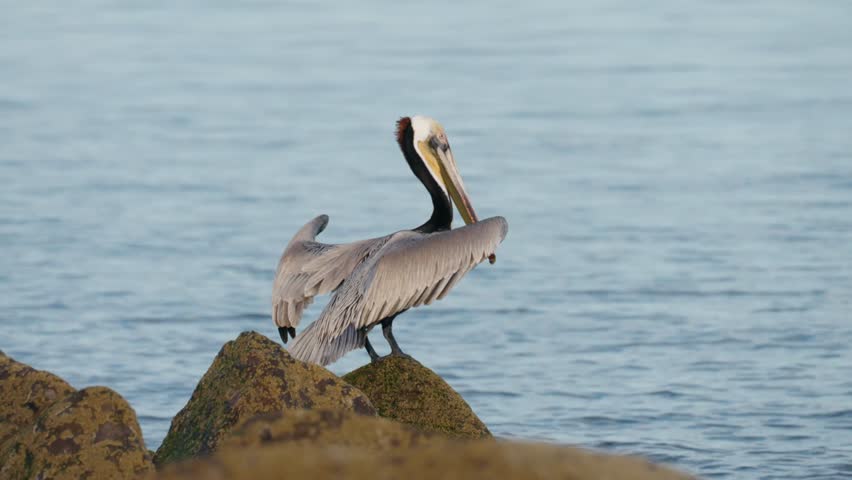 A majestic pelican spreads its wings to fly away from the rocky coast near the water.