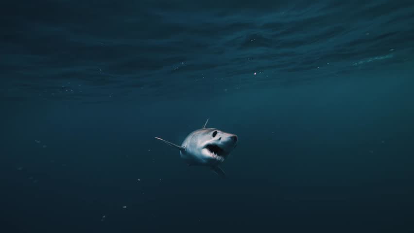 Dramatic underwater close-up of a shortfin mako shark approaching the camera with its terrifying jaws and teeth wide open.