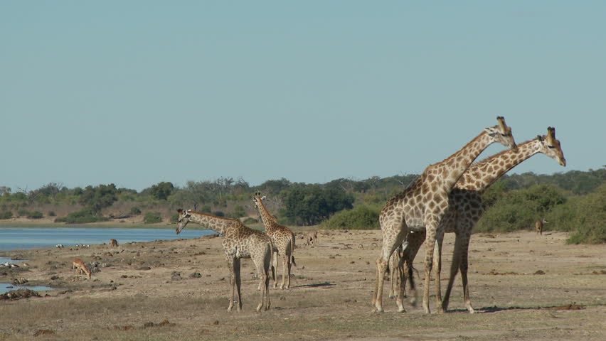 Two giraffes begin to batttle it out in a head to body slamming sparring