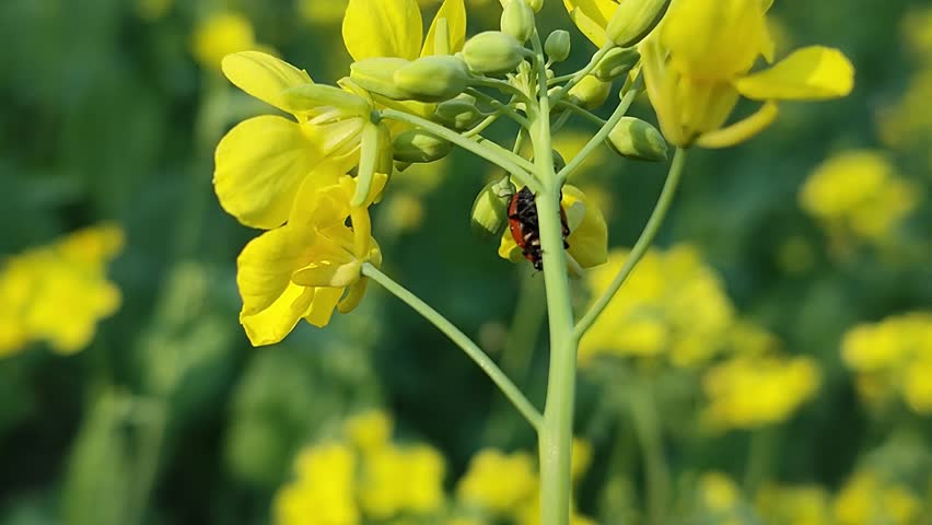 The video shows a transverse ladybird beetle, identified as Coccinella transversalis, resting on a yellow flowering plant captured in natural daylight 