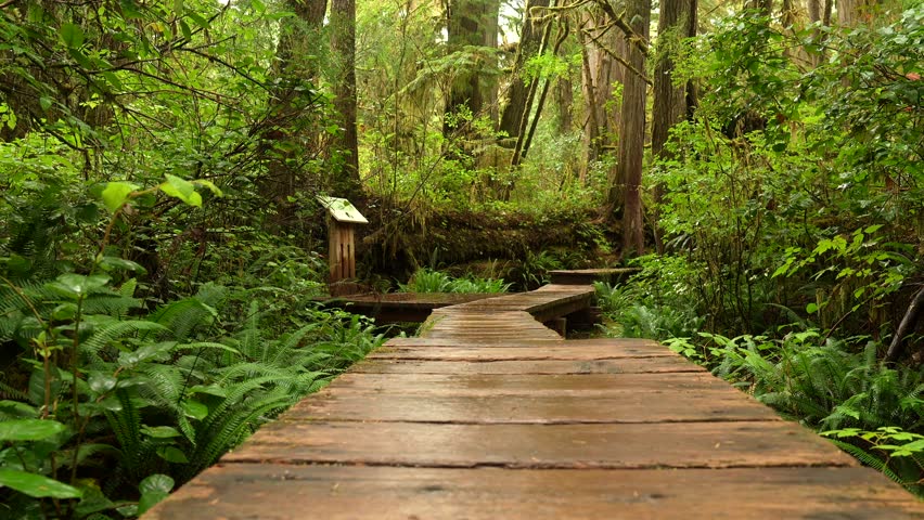 Dense rainforest vegetation enveloping wooden boardwalk trail with lone tourist walking amid verdant wilderness of vancouver island, capturing serene natural landscape and peaceful outdoor journey