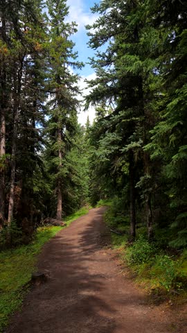 Sunlight filtering through dense evergreen forest, illuminating a winding dirt path along maligne lake in jasper national park, creating a serene wilderness landscape