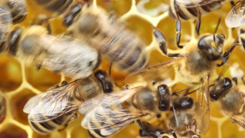 Active work of bees during honey collection.
Inside the hive, the bees create a honeycomb of wax and convert the nectar into honey. 
