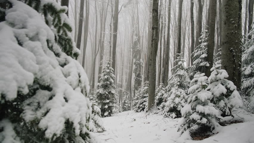 White fluffy snow falling down on twigs. Amazing landscape in frozen forest frosty winter day. Beautiful snow-covered forest. Snowbound tree swaying on cold wind