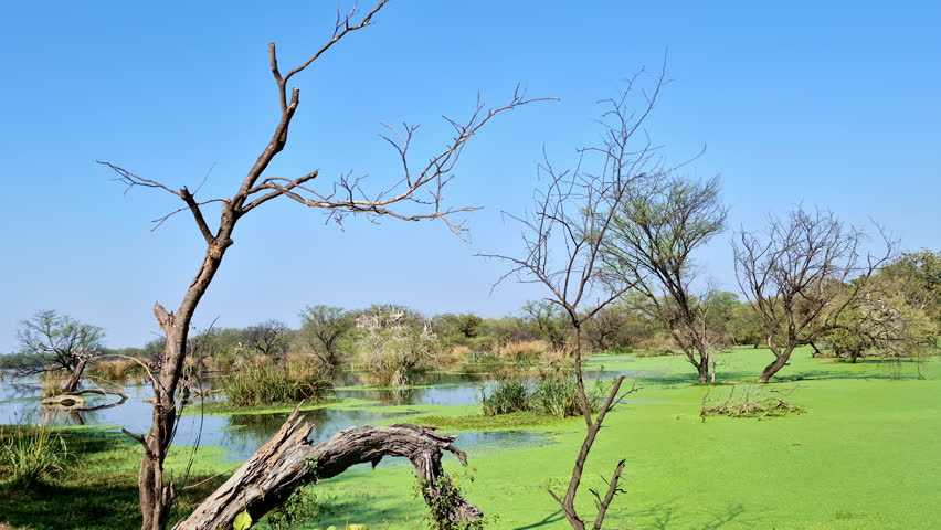 A narrow stone path runs alongside shallow water layered with aquatic plants and marsh trees. Open sky expands above the calm setting. Keoladeo Bird Sanctuary, National Park, Bharatpur.