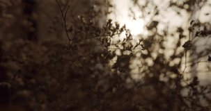 Dried flowers gently sway in a sunlit room. Warm sunlight streams through a sheer curtain, creating a peaceful and calming atmosphere. Ideal for projects related to home decor, tranquility - Powered by Shutterstock - Get 15% off with code: PIKWIZARD15