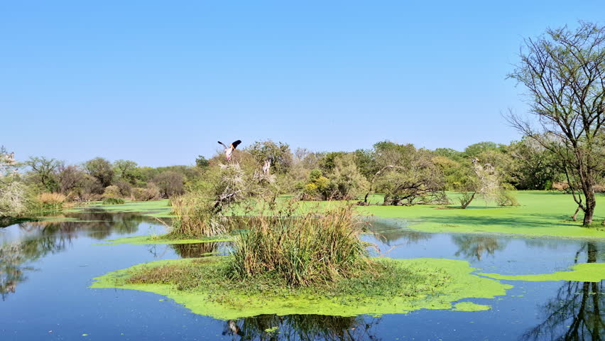 Reflective water supports bright vegetation and reed islets beneath perched waterbirds. Clear skies enhance the still marsh setting. Keoladeo Bird Sanctuary, National Park, Bharatpur.