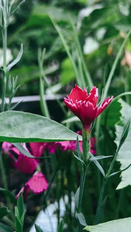 a red dianthus bloom rising among layered green leaves, creating contrast, depth, and a natural garden feel.