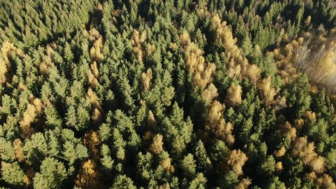 Backward Drone Movement above Mixed Autumn Forest