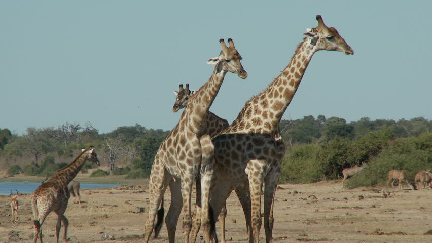 Three male giraffes stand tall as the two front giraffes begin to batttle it out