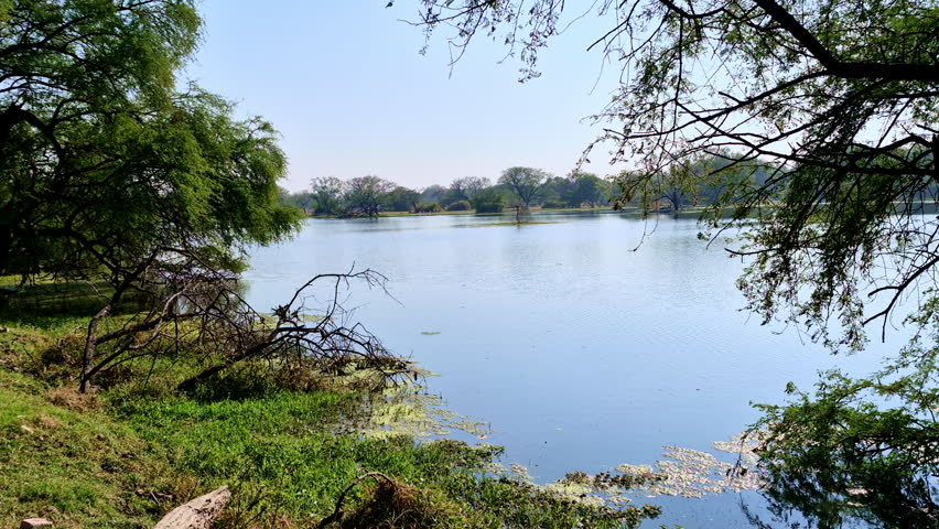 Dense trees frame gently rippled water beside grassy banks and floating plants. Woodland extends across the horizon. Keoladeo Bird Sanctuary, National Park, Bharatpur.