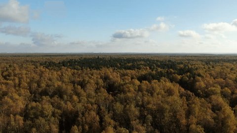 Drone Flying Forward above Autumn Forest Horizon
