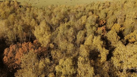 Drone Flying Forward Descending over Hay Field