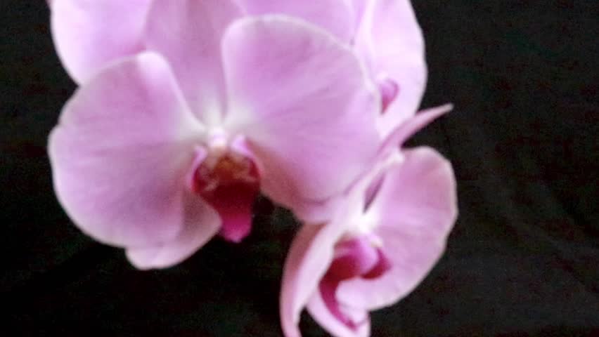 Slow-motion video with blur, showing purple dendrobium orchids blooming against a black background.