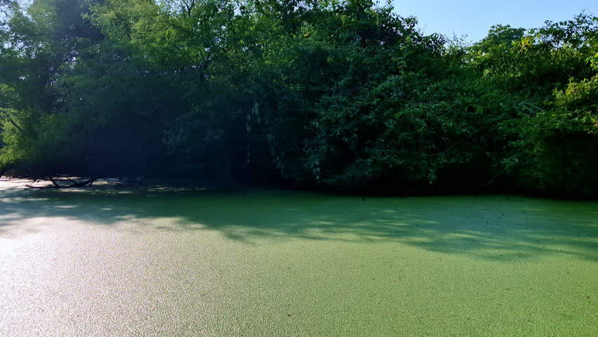 Riverside foliage arches over a still wetland channel coated in bright green duckweed. Low branches trail across water, while filtered sunlight creates soft shadow and light gradients in a secluded forest corridor at Keoladeo Bird Sanctuary, Bharatpur.