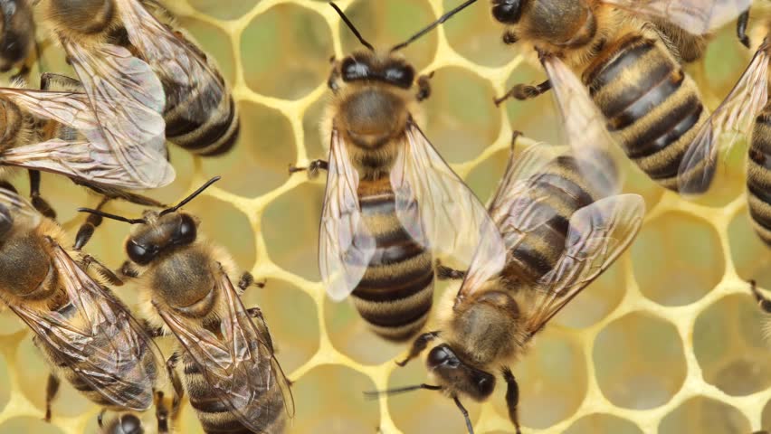 Active work of bees during honey collection.
Inside the hive, the bees create a honeycomb of wax and convert the nectar into honey. 

